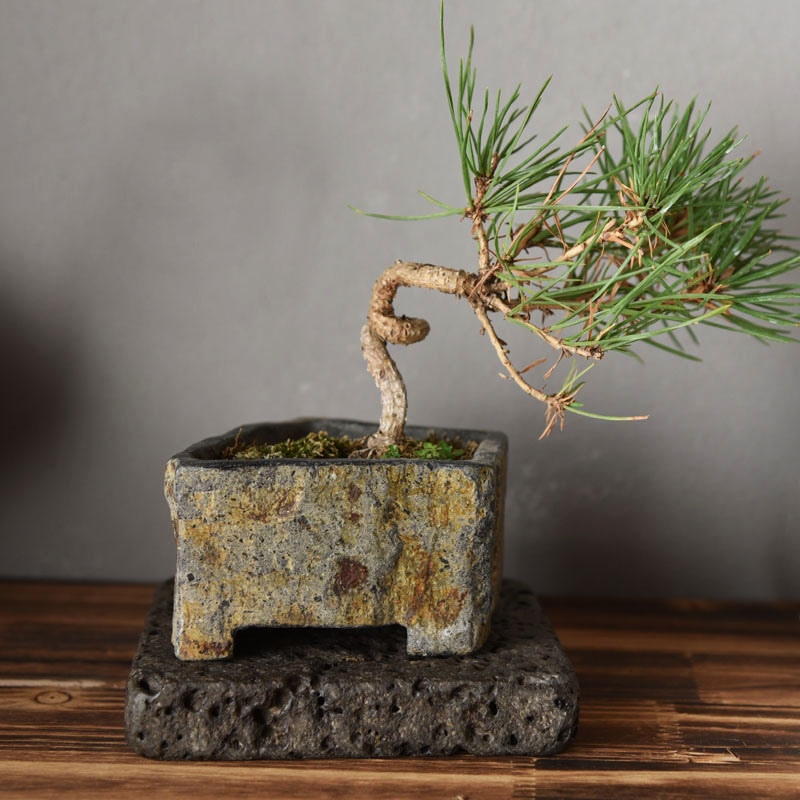 Vaso per Fiori in Pietra Natur - Bonsai Garden Chinese Garden recensione e prezzo